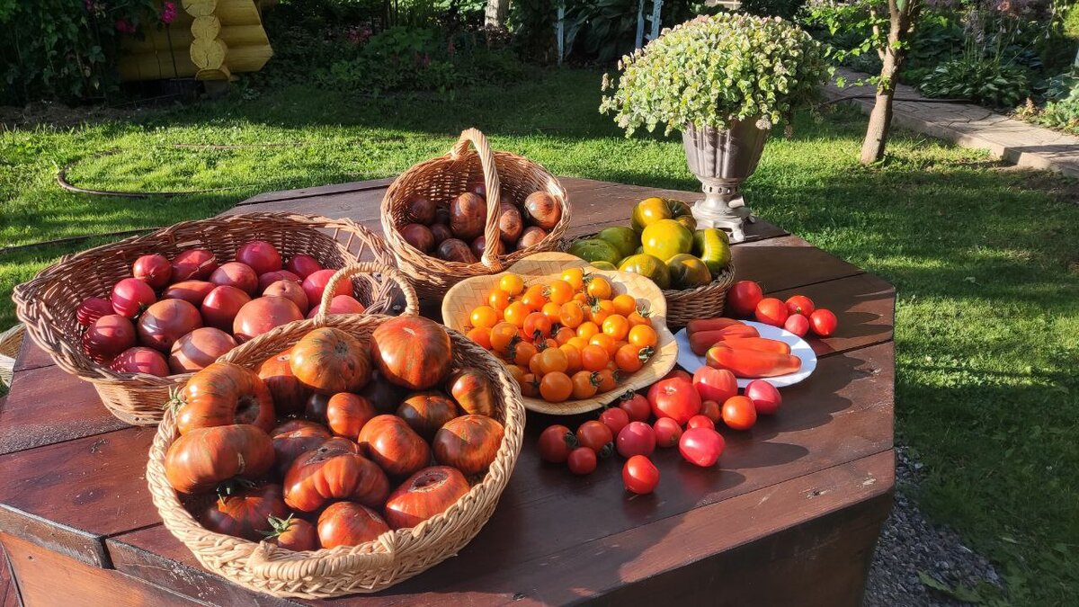 Пока многие садовые блогеры дружно уговаривают  нас сеять эустому, мы обсудим с вами когда же сеять томаты. 
 Скажу сразу, надо понимать, что все сроки условны.-2-2