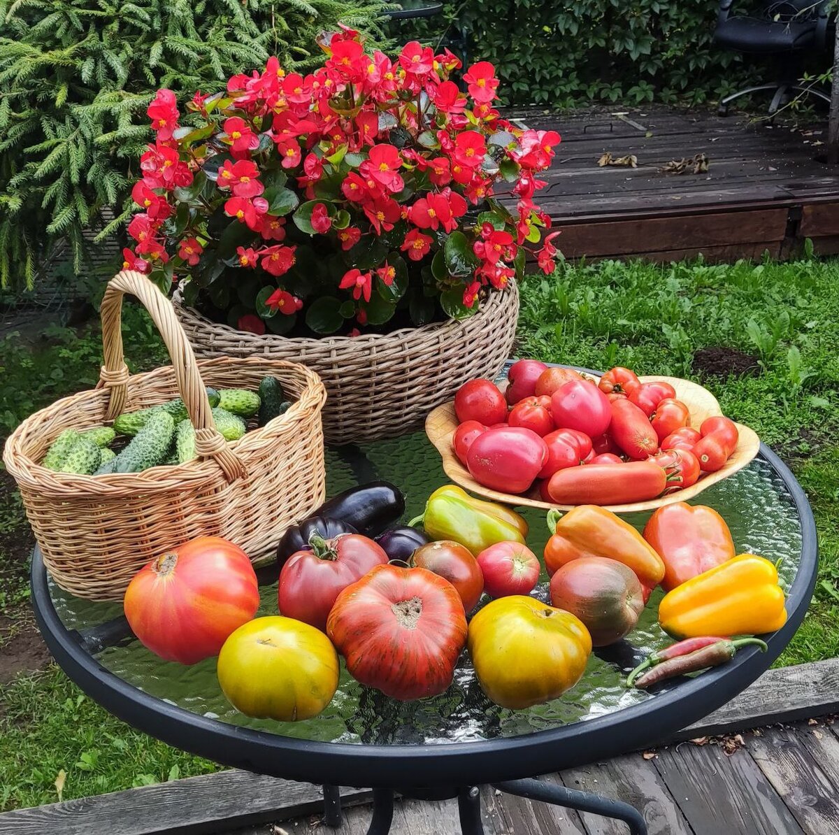Пока многие садовые блогеры дружно уговаривают  нас сеять эустому, мы обсудим с вами когда же сеять томаты. 
 Скажу сразу, надо понимать, что все сроки условны.-2-3