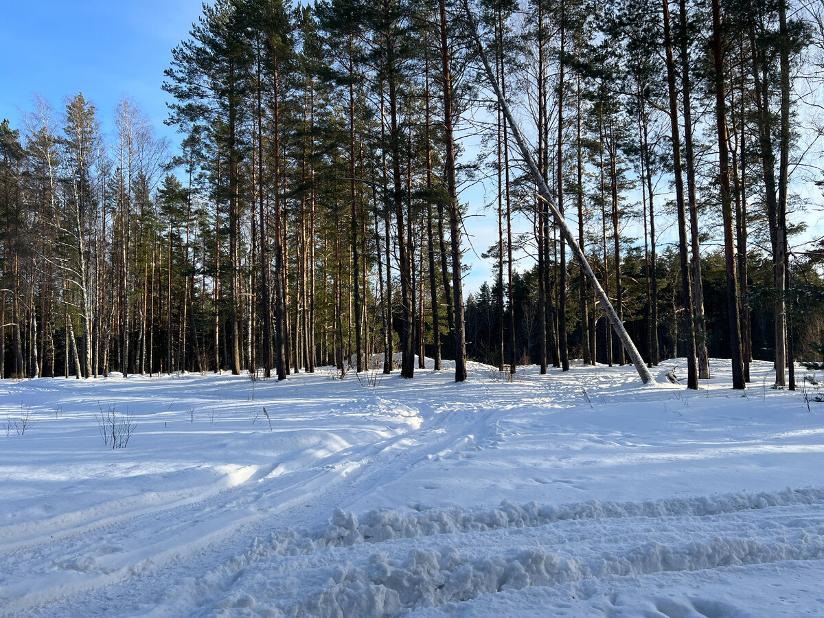 Человек заблудился в лесу. Девушка заблудилась в лесу. Кричать в лесу. Девушка кричит в лесу. Кричать в лесу.