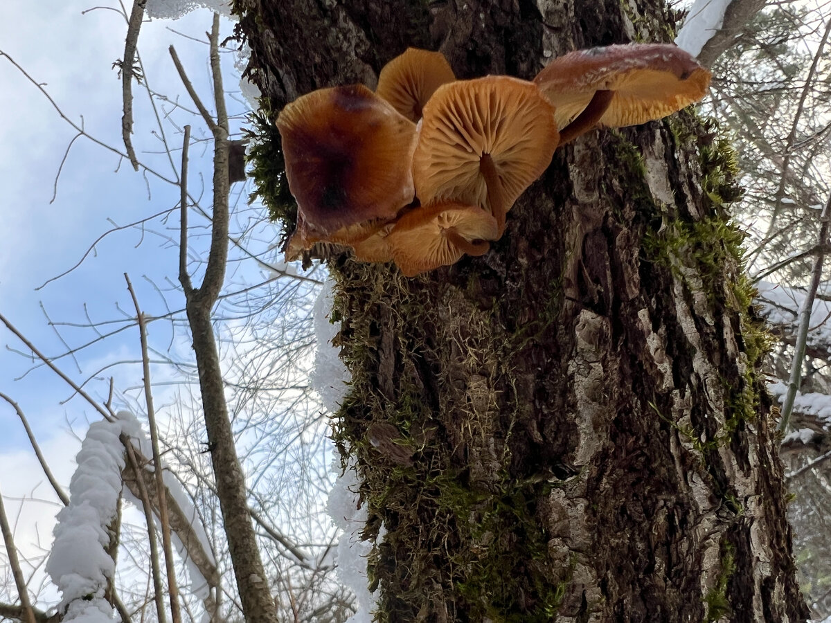 лесные грибы с какого возраста. с какого возраста можно грибы детям. гриб лежачий. что готовят из грибов картинки для детей. грибы: съедобные и несъедобные.