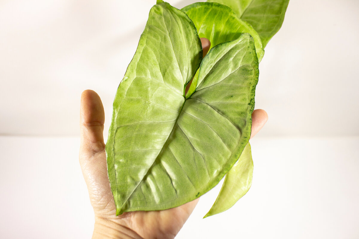 Это - далеко не предел