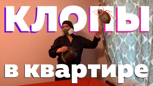 Что делать, если заметили клопов в квартире