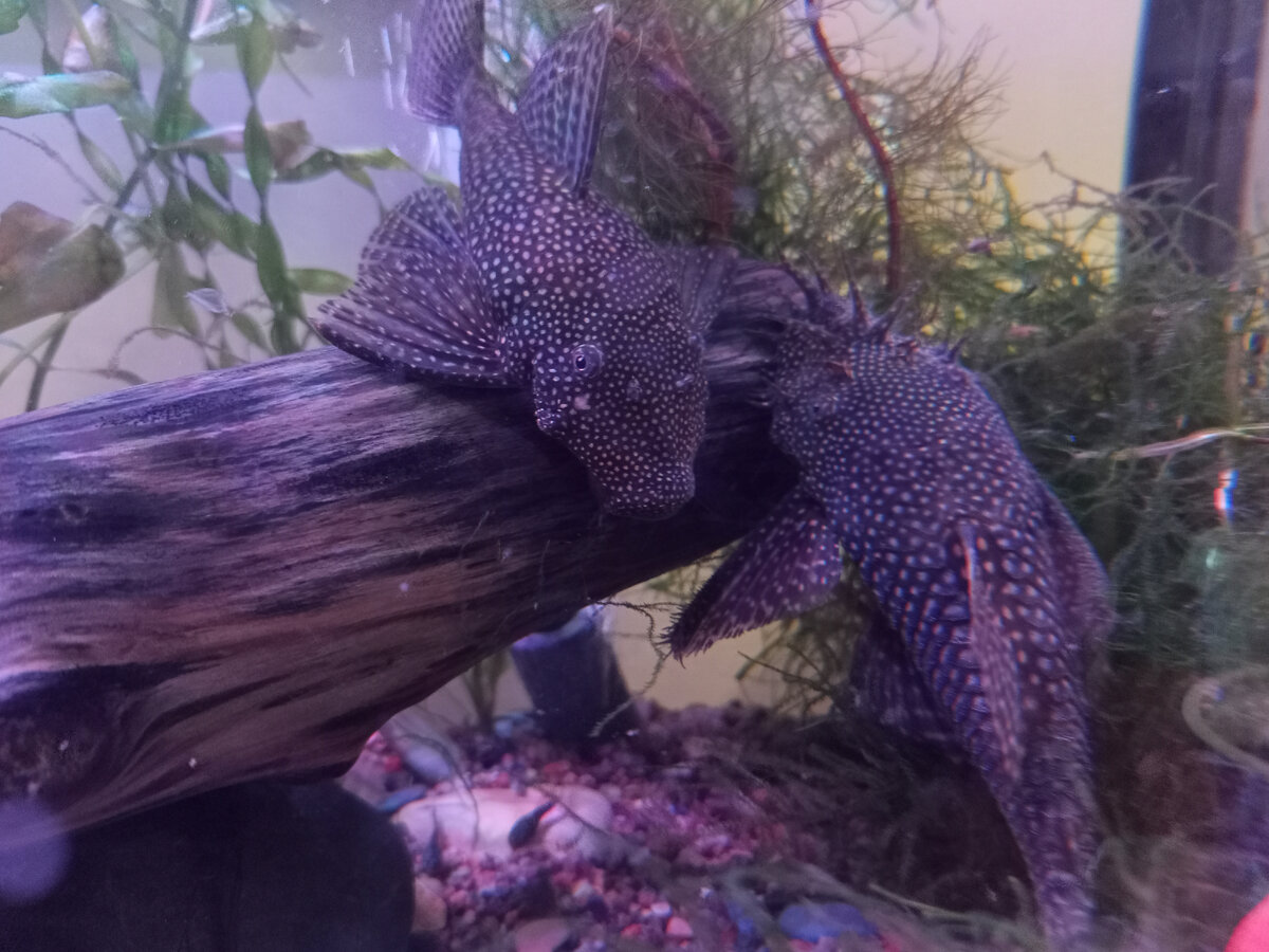 Жабъ - хтонический болотный монстр. Tensei shitara slime datta ken ова. Vore переваривание демон. Болотные существа фэнтези. Сом солдатова фото.