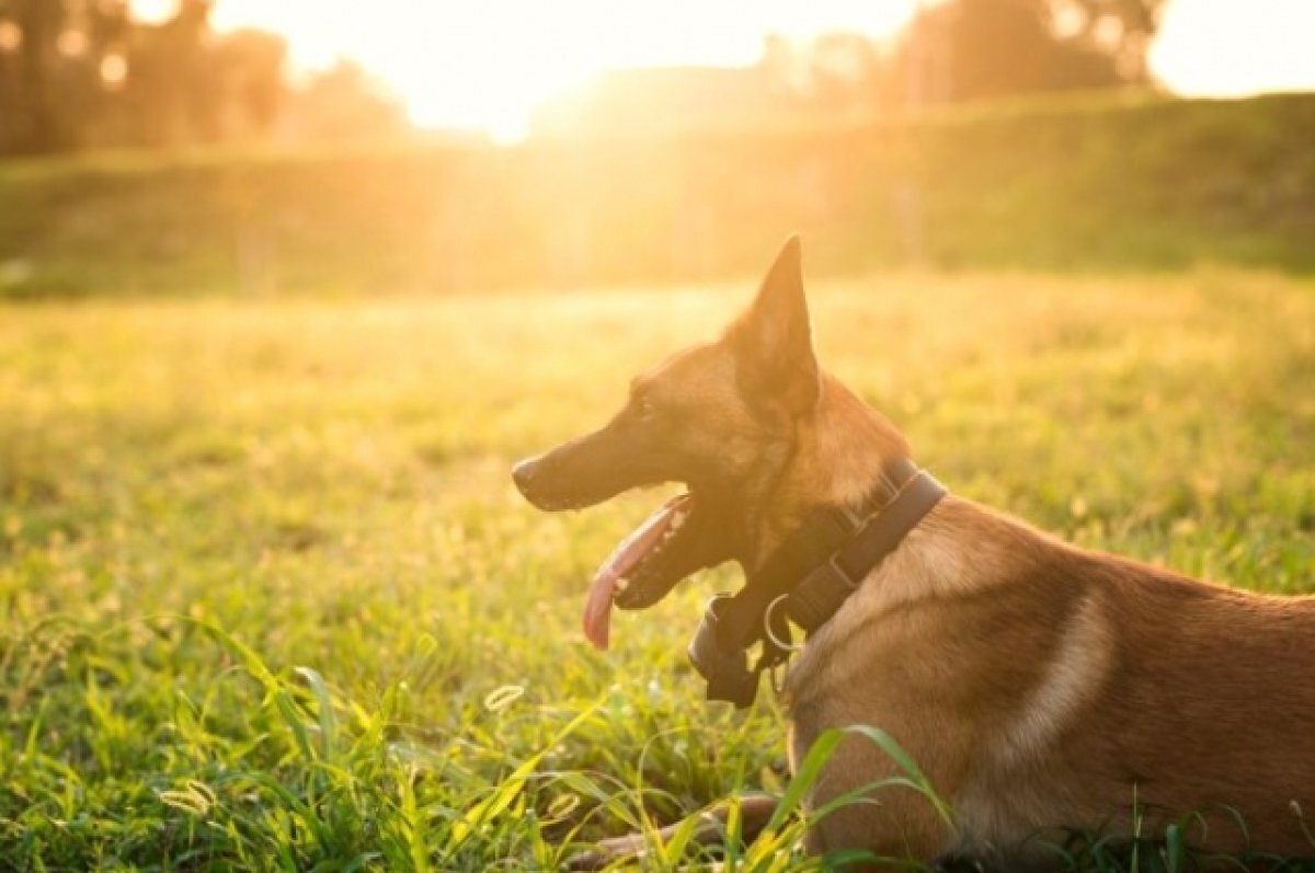    Полиция проверит информацию об отравлении пяти собак в Краснодаре