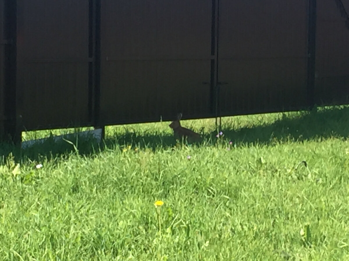 Камера в скворечнике. Смешные птицы. Камеры птиц и животных. Птица с фотоаппаратом. Видеокамера на дереве.