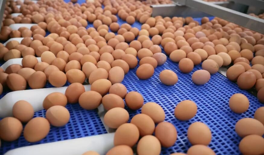 Производство яиц (иллюстрация из открытых источников)
