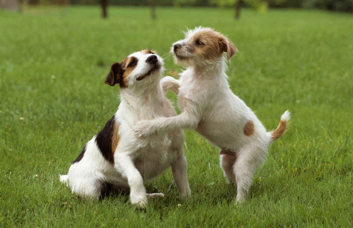 Патагонская мара животное. Лемур милый. Кошачий лемур лемурообразные. Look they animals. Стадо антилоп спит.