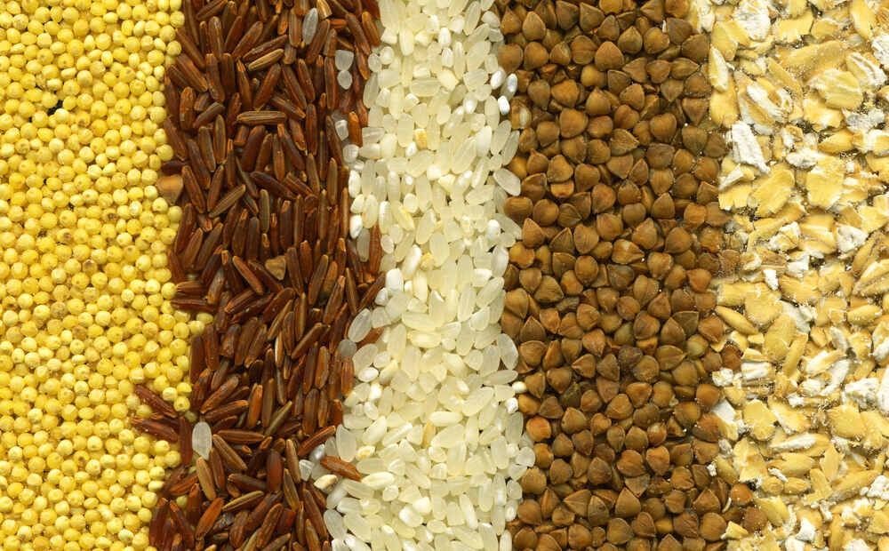 Клоп черепашка на озимой пшенице. Глютенсодержашие продукты. Продукты с глютеном. Спорынья злаков - claviceps purpurea. Зерновые вредны.