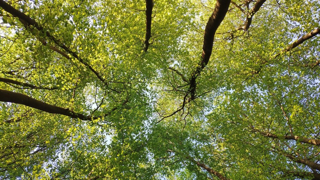 Буковый лес в мае. Крым уже зеленый в это время. 