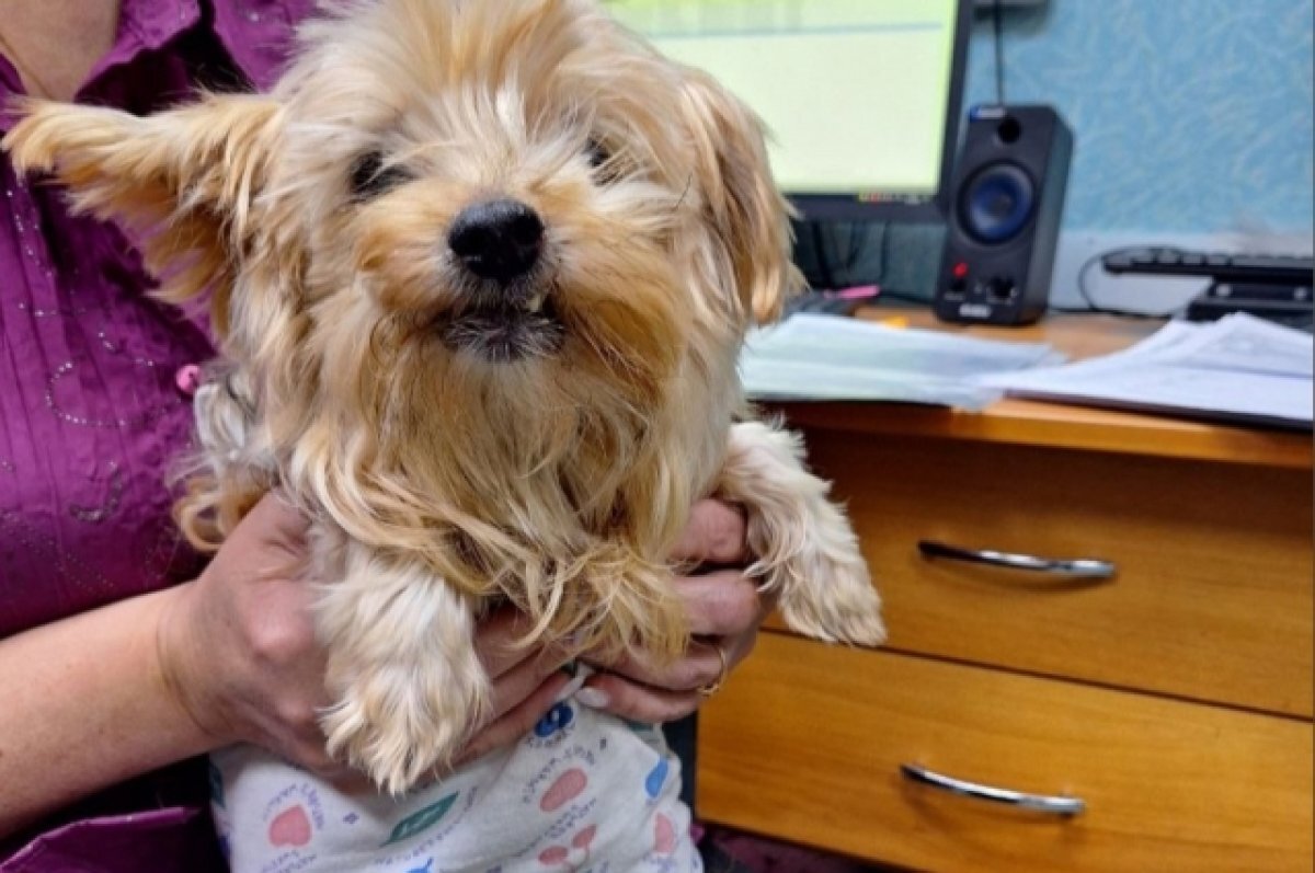    В Твери спасли примезшую ко льду собачку по кличке Хонда