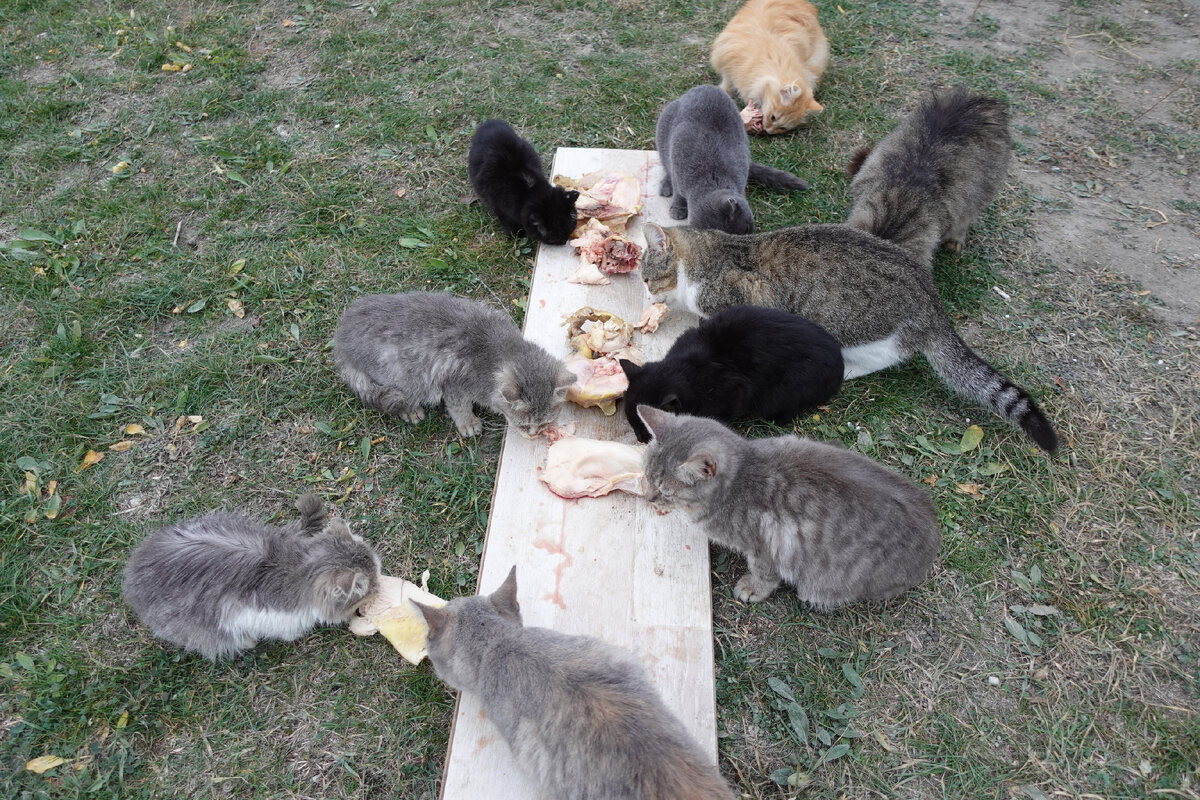 Знобит от холода. Степени охлаждения организма. Бросает в жар. Стадии общего охлаждения. Дрожь озноб.