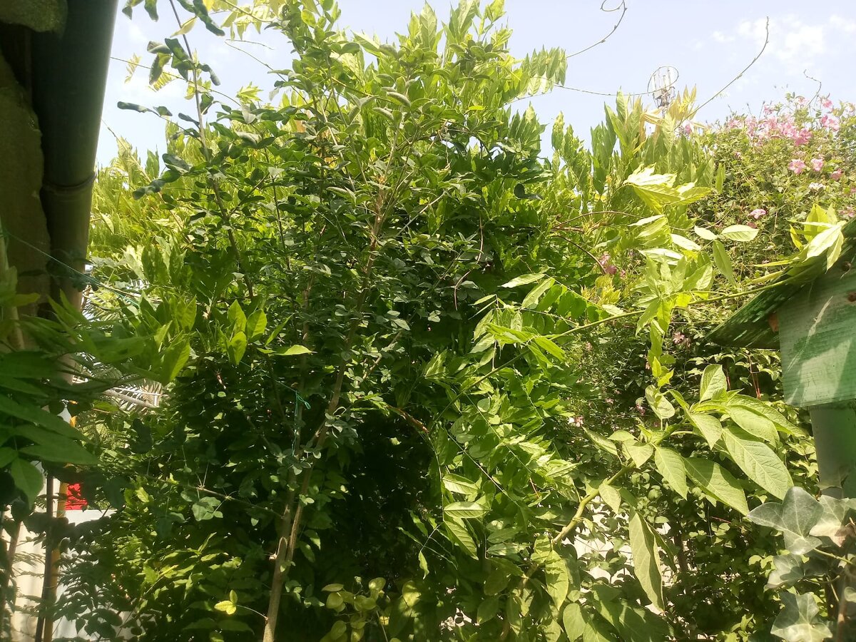 быханов сад липецк. парк быханов сад липецк амфитеатр. быханов парк липецк. быханов сад липецк природа. быханов сад липецк.