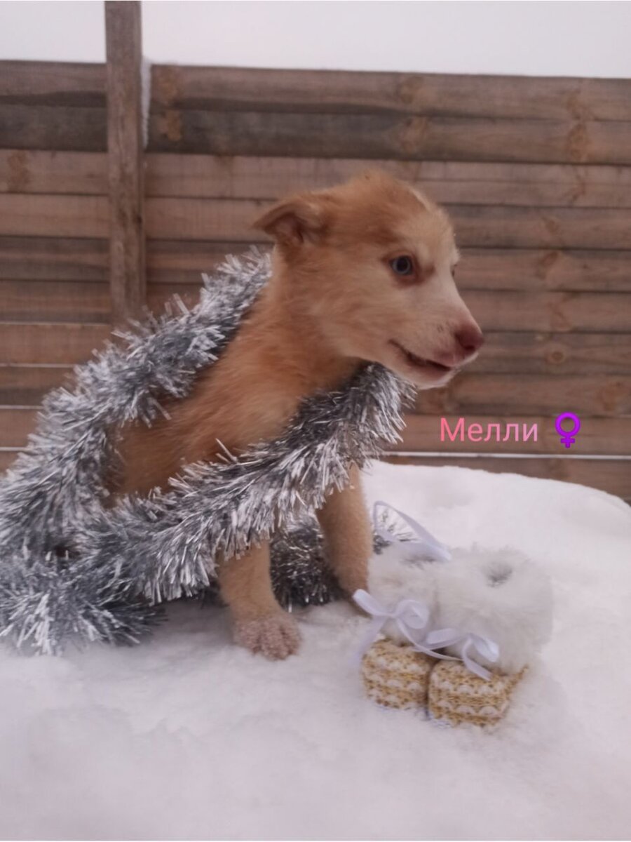 современник журнал некрасова. капитанская дочка презентация. мне никогда современник. мне никогда современник. твой современник фильм 1967.