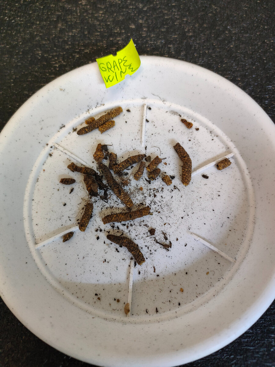 Просыпайся котик с надписью. Устал от отдыха. Меня будить. Придется будить. Цитаты про сон смешные.