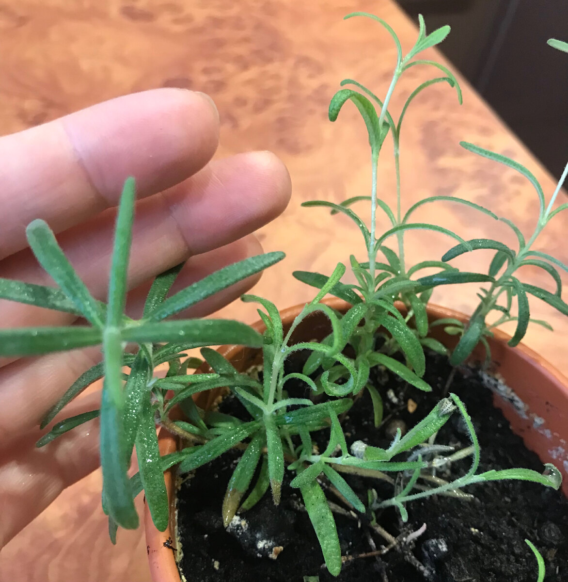 Живое растение растение. Для чего нужен лист. Почему растения умеренного климата сбрасывают на зиму листья. Растения тундры. Причины растения.