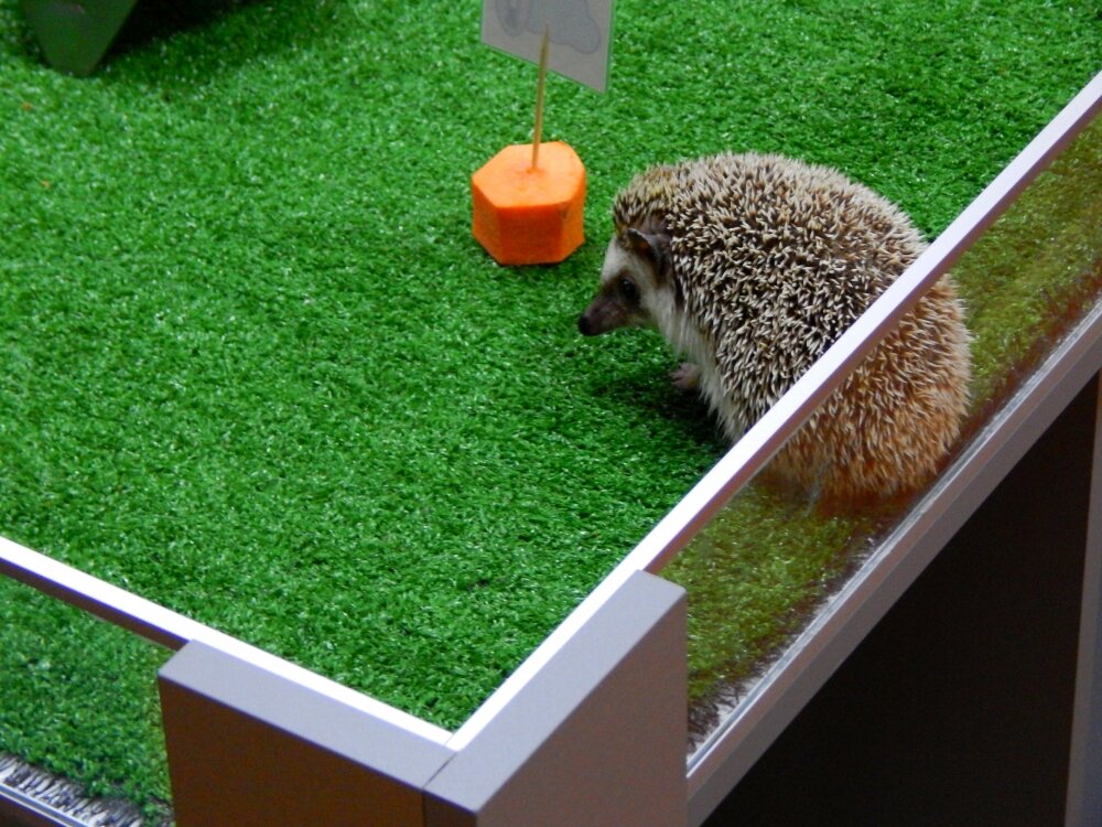    Морковка - тоже одно из любимых лакомств колючей предсказательницы. Фото: «АиФ-Урал»/ Дарья Попович