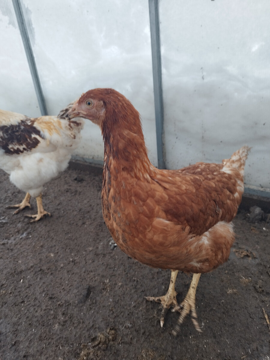 Ломан Браун