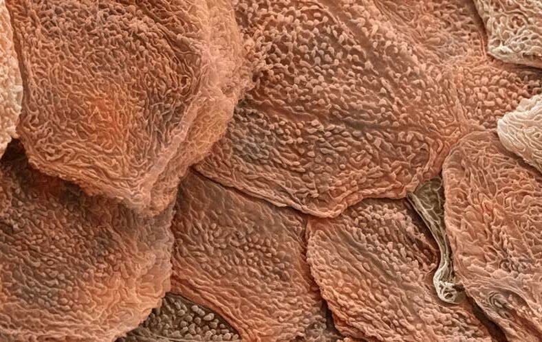 кожа внутри