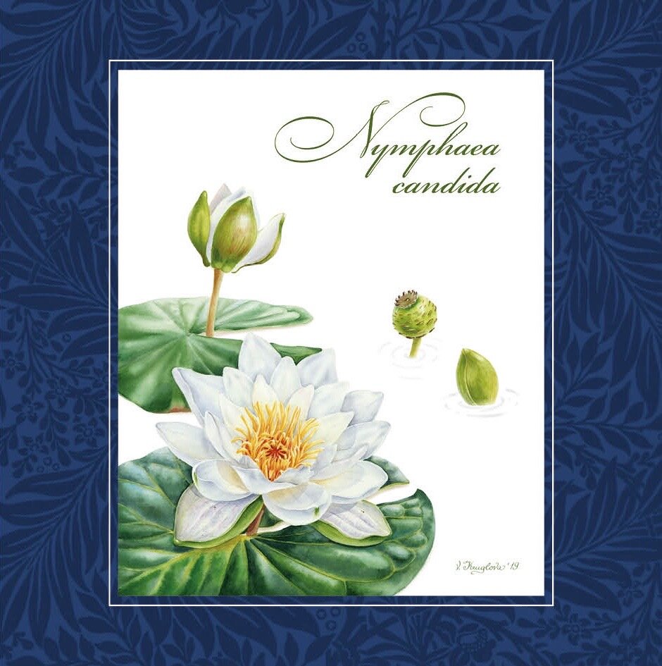 Кувшинка белоснежная. Художник Варвара Круглова