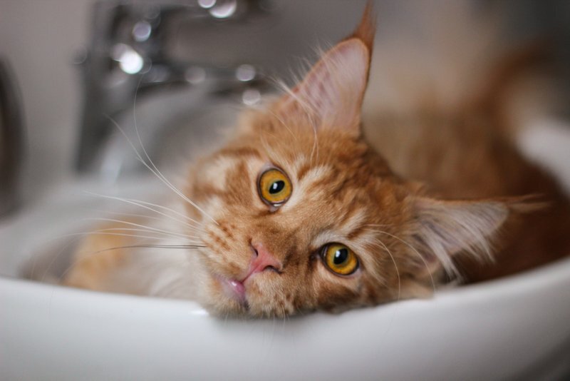 коты чаще дышат. коты чаще дышат. кошка с открытым ртом. котик мяукает.