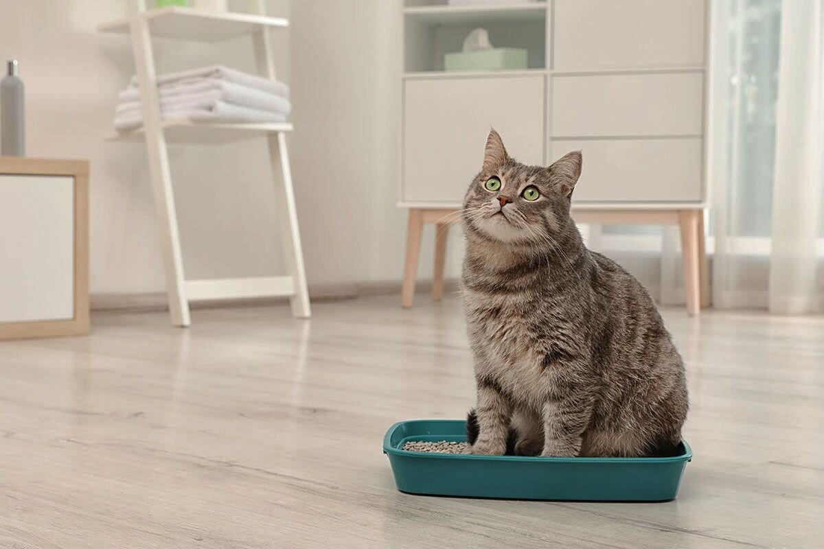 Хозя-я-яин, ты размер горшка-то видишь?! Я вырос из него. Выбирай: или новый лоток, или учишься избавляться от запаха в своих ботинках📷
