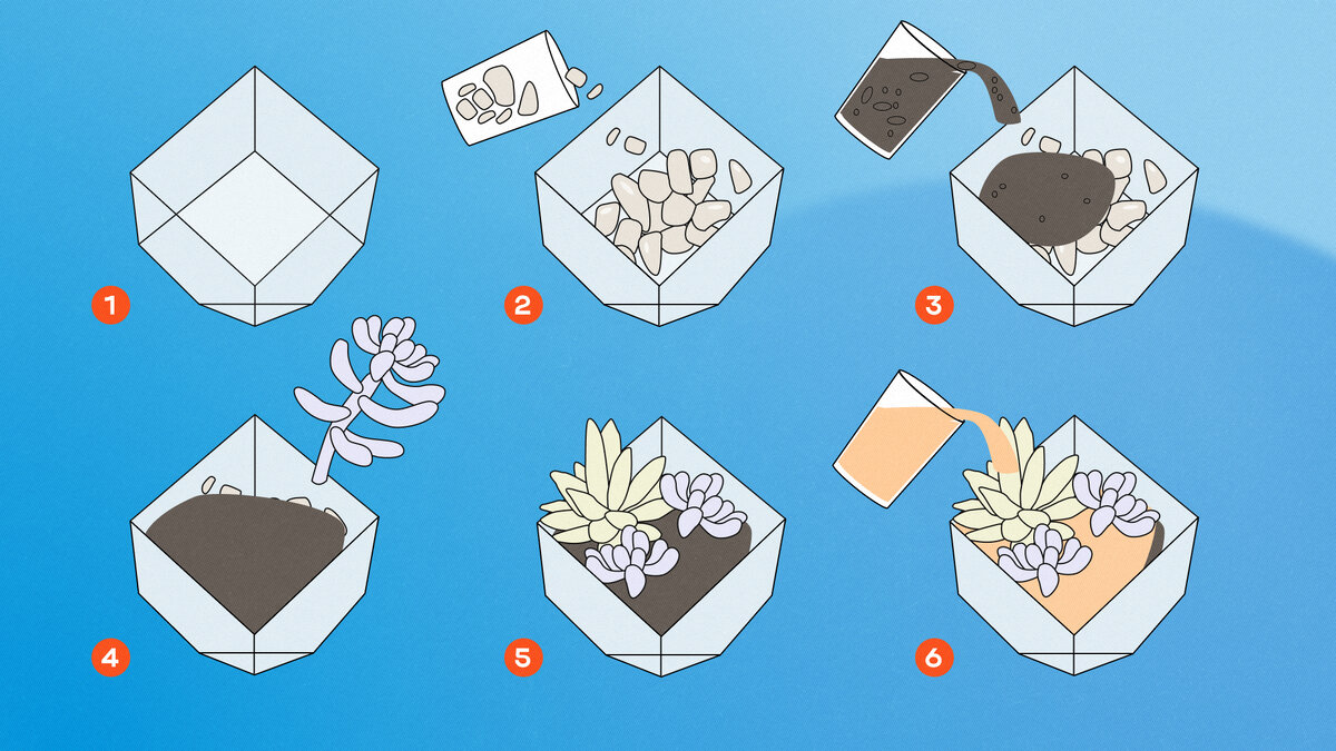 Как сделать флорариум своими руками: ёмкости, грунт, растения, уход
