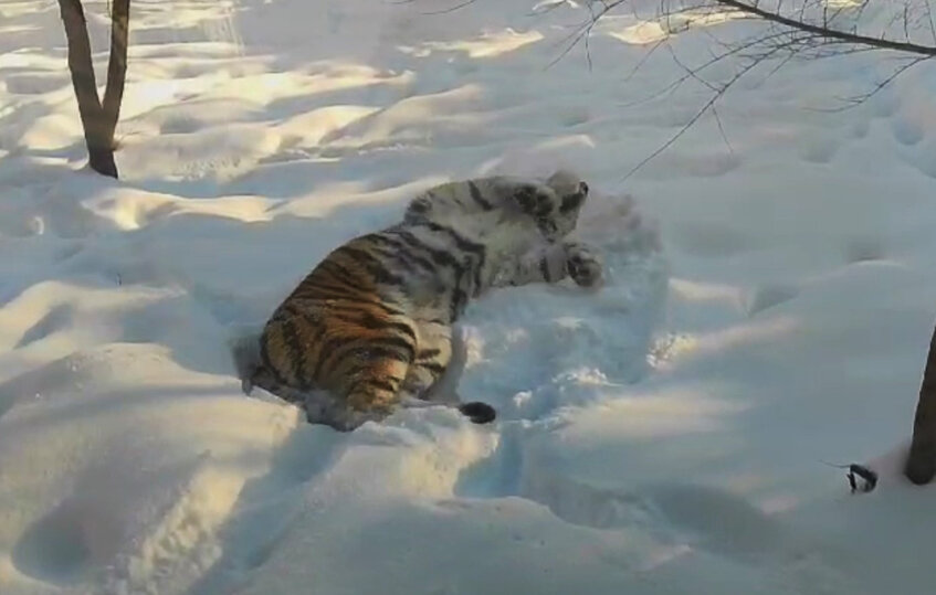 Животные воронежского зоопарка. Зоопарк попова воронеж. Воронеж зоосад. Воронежский зоопарк воронеж. Зоопарк в шилово воронеж.
