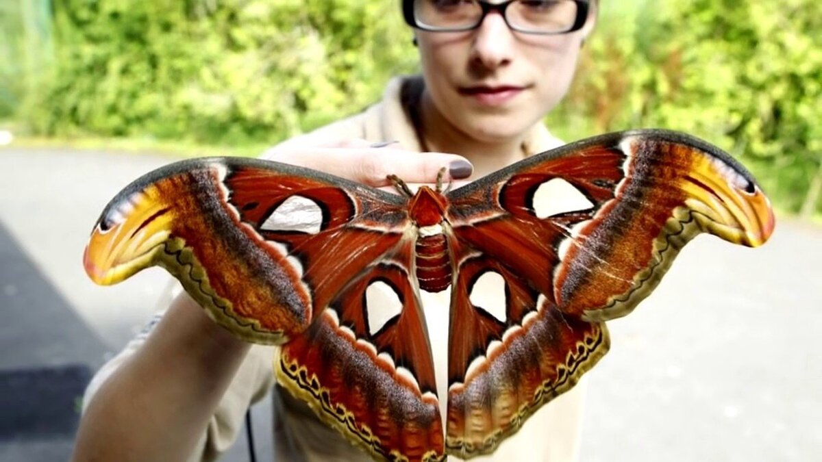 Редкое встречается в мире. Павлиноглазка атлас Attacus Atlas. Бабочка Павлиноглазка атлас. Самая большая бабочка в мире Павлиноглазка атлас.