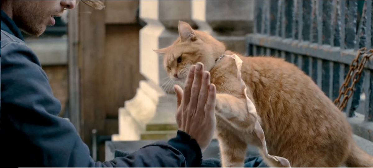 Кот лектор. A Street Cat named Bob.