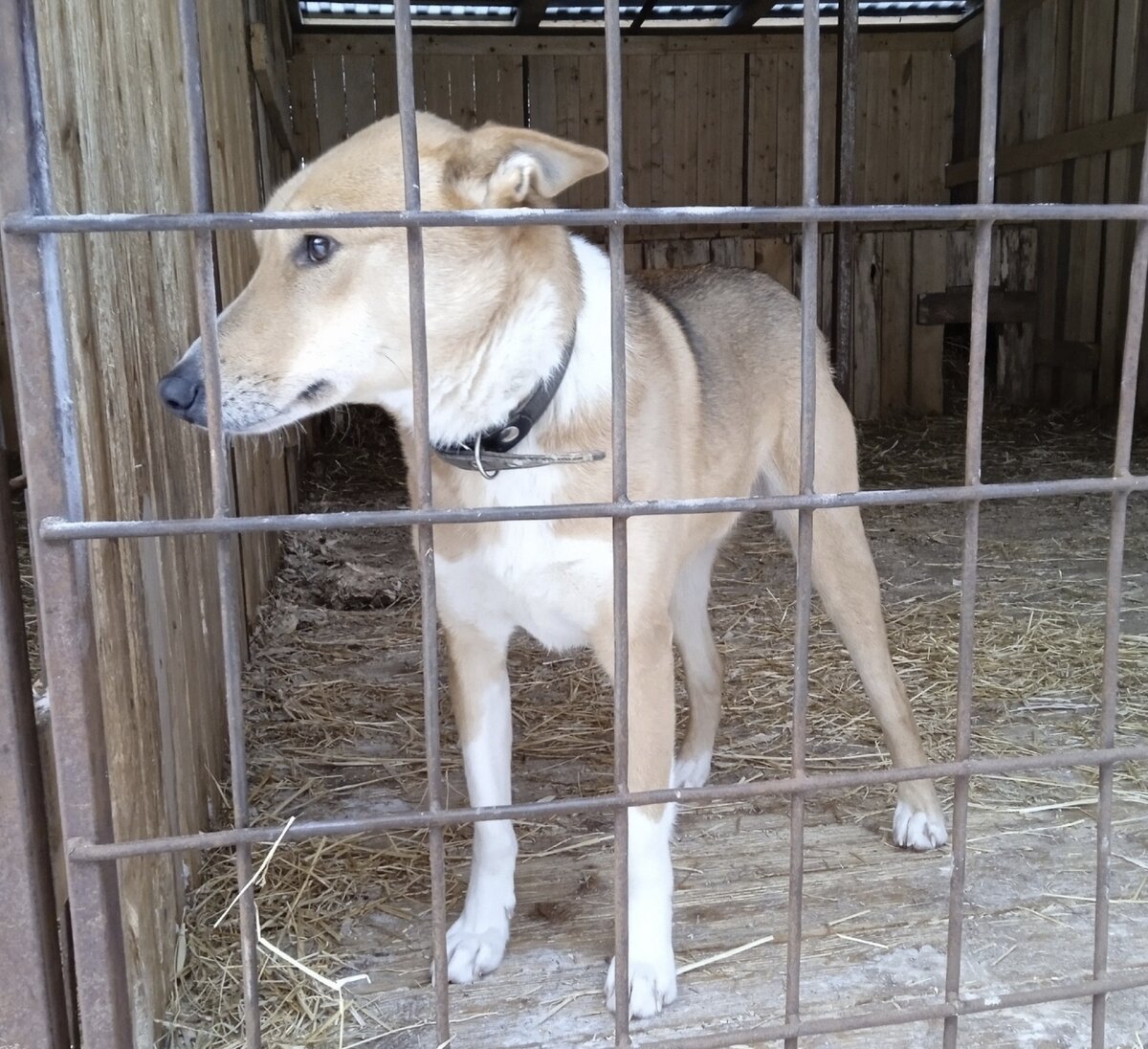 Рынок собачатины в корее. Собака и фрукты. Собака с бананом. Собака кушает. Фестиваль собачьего мяса в юлине.