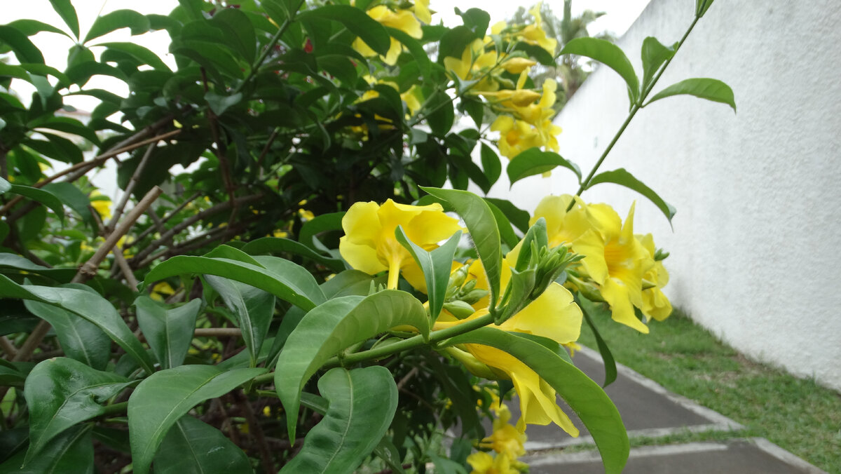 Красивые цветы в отеле (листайте слайды)