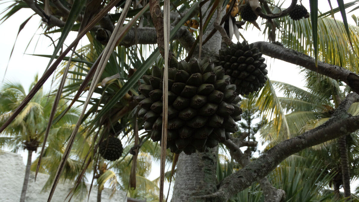 Отель Casuarina Resort & Spa (листайте слайды)