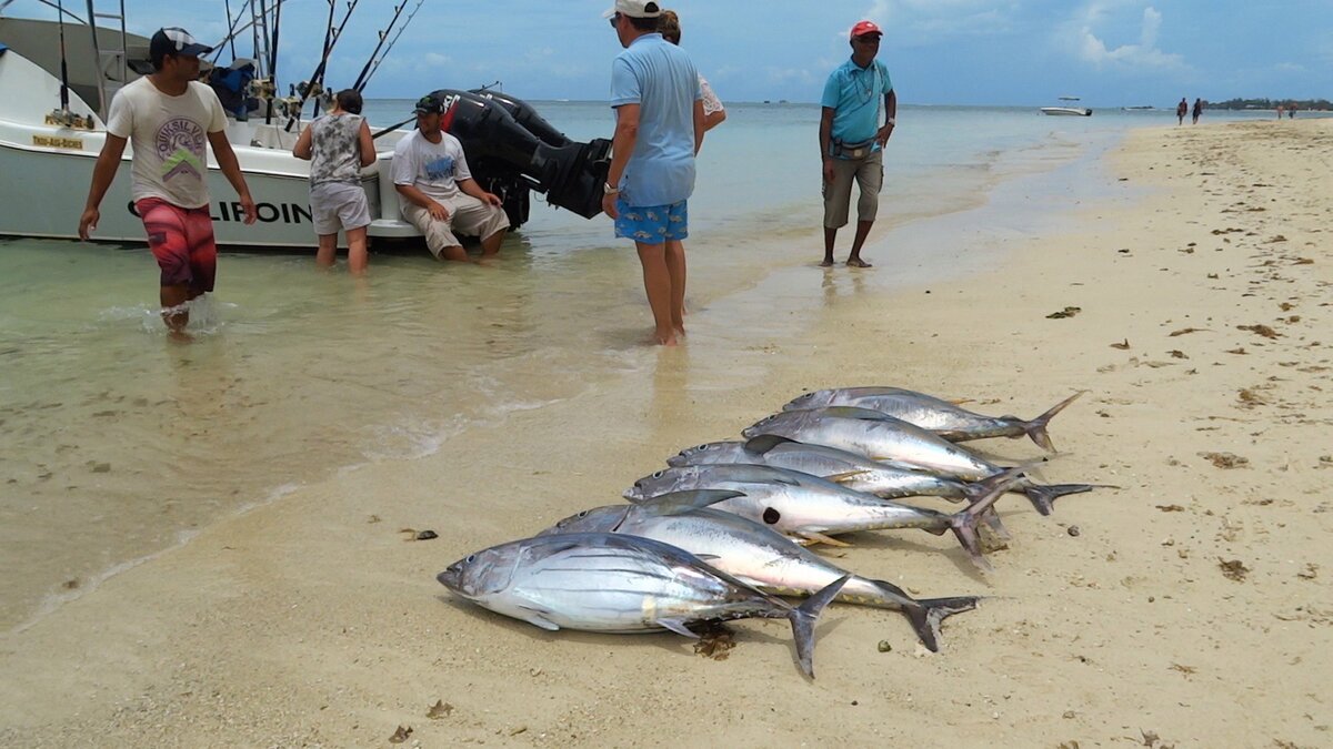 Улов тунца на пляже Trou Aux Biches