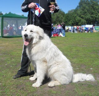 щенки в горном алтайске. аляскинский маламут щен. собака горный хребет. продвижения собак. щенки в горном алтайске.