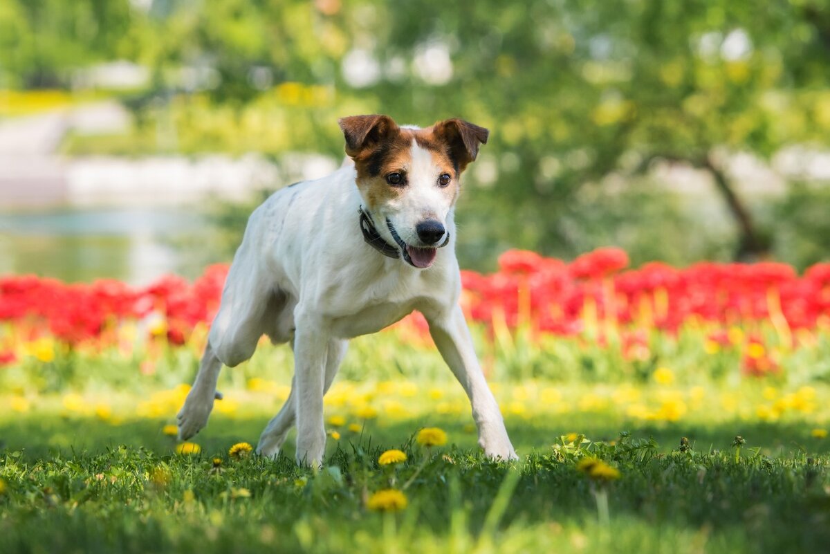 разные собаки. щенки х. щенок овчарки. лхаса апсо собака. щенки х.