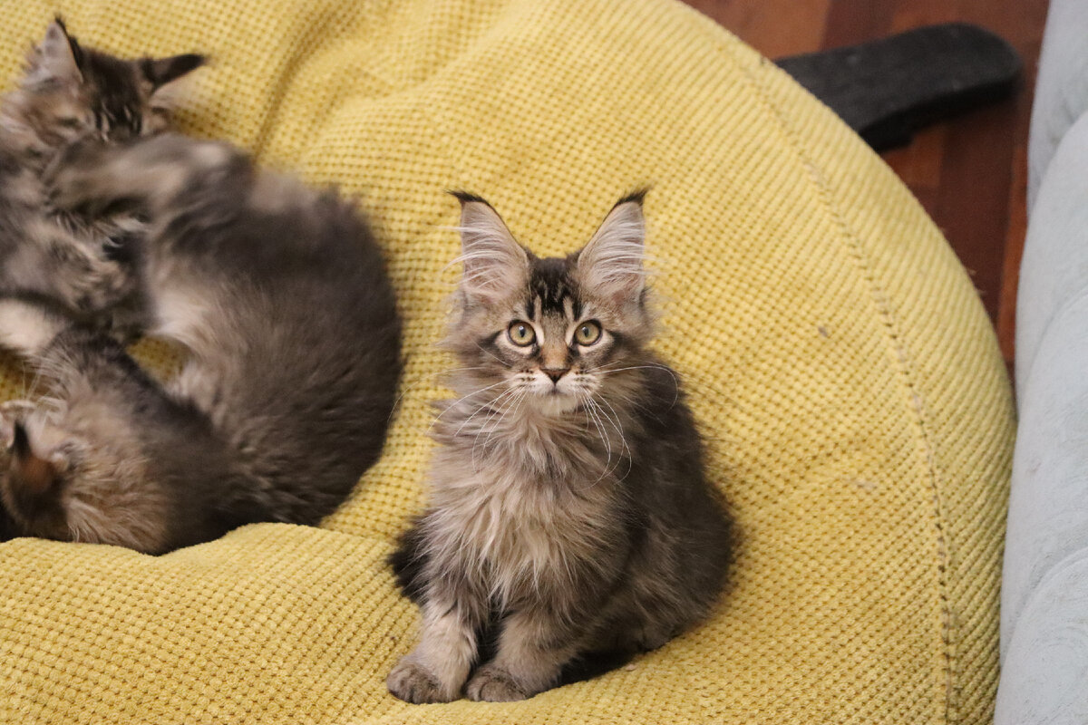 Мейн-кун. Мейн кун с короткой шерстью. Длинношерстный рингтейл. Шерсть котят мейн куна. Манчкин и мейн кун.