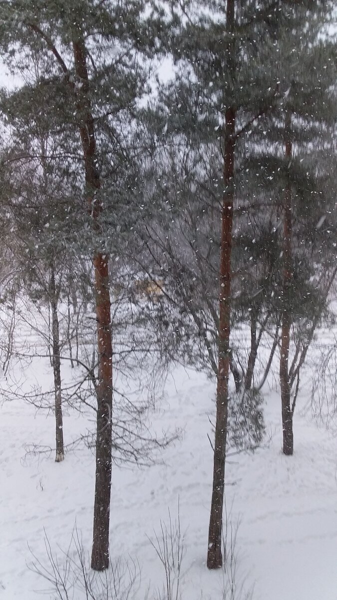 Вид с балкона. Пыталась показать, насколько снежинки крупные...