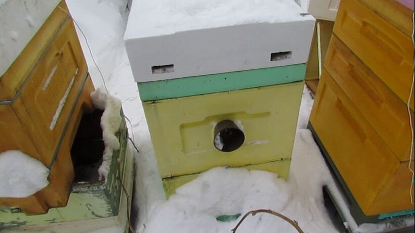 черное гнездо. ствол дерева. из жуткого гнезда. вороньи яйца. птенцы воробьёв в гнезде.