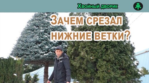 Почему у сосны нет нижних веток