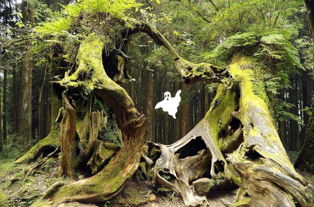 Лес Хойя-Бачу. (Привидение - это уже моя вставка)))