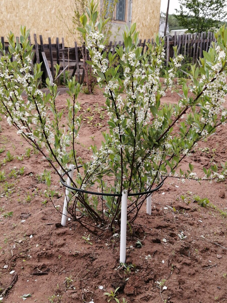 Вишня Биссея вместо сливы