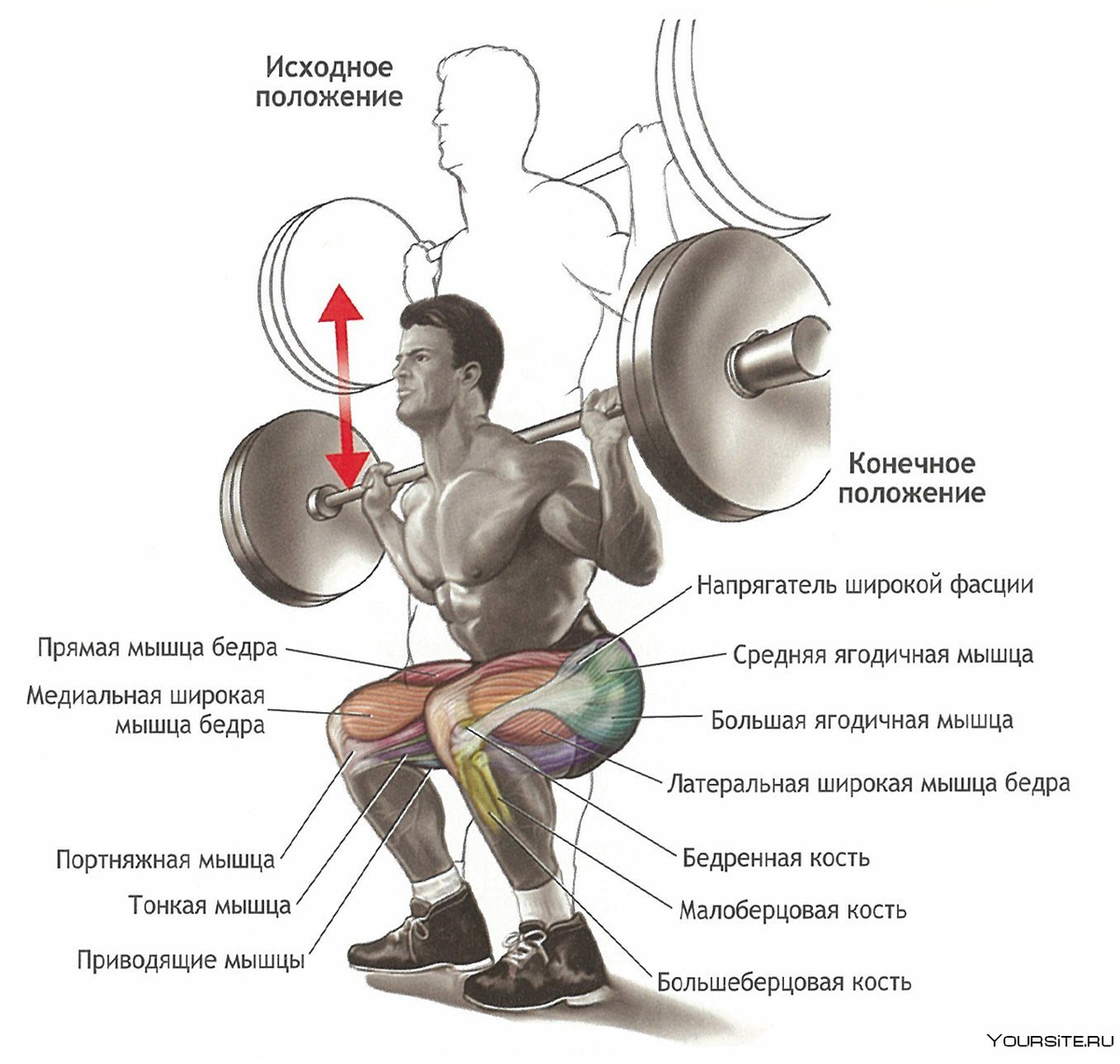 Приседания со штангой мышцы