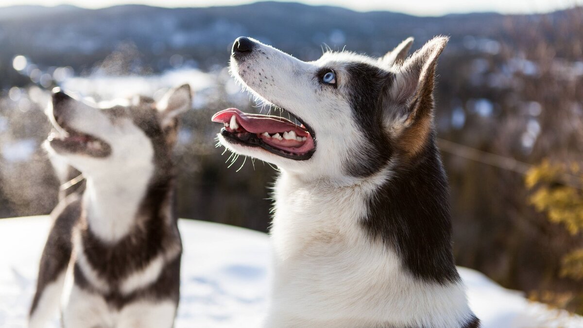 Хаски и не только: 7 ездовых собак и интересные факты о них | Питомцы  Mail.ru | Дзен