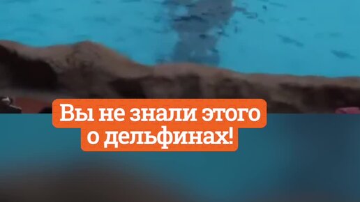 дельфины дают имена. интересные факты о дельфинах. дельфины дают имена. дельфины дают имена. имя для дельфина.