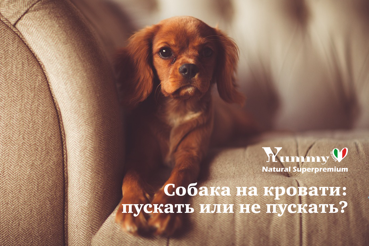 Собака на кровати, пускать или нет?