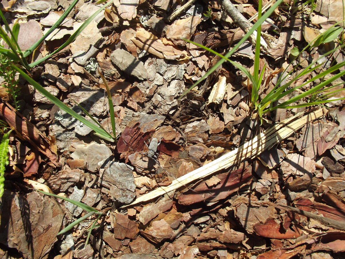 Неподвижного жука заметить непросто