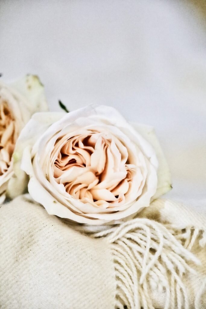 Фото THE SMELL OF ROSES BY A.Z.