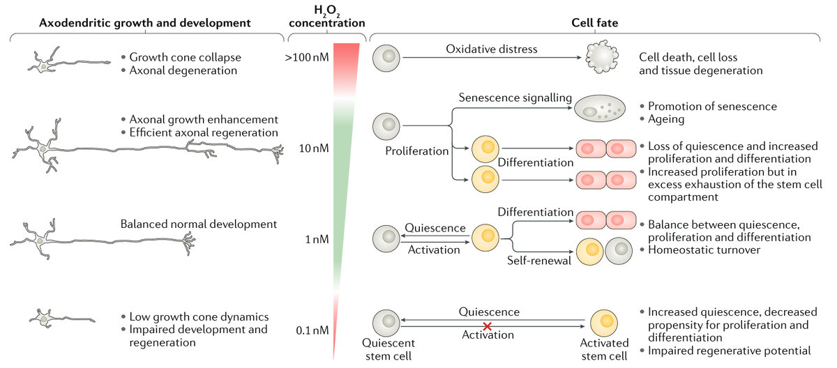 Слева: в нейронах уровни H2 O2 в пределах физиологического диапазона (1–10 нМ) способствуют как росту аксонов, так и росту дендритов (окислительный эустресс), что связано с нормальным, сбалансированным базальным уровнем оксидантов (в основном H2 O2). ) в покое и во время самообновления, которое увеличивается по мере дифференцировки. Следовательно, физиологические уровни H2 O2 определяют баланс между пролиферацией, самообновлением и развитием нейронов. Умеренное увеличение концентрации H2 O2 (приблизительно до 100 нМ) было связано с дальнейшим стимулированием роста дендритов, что важно в контексте регенерации аксонов после повреждения. Аномально высокая концентрация H2 O2 (более 100 нМ) способствует окислительному дистрессу, приводящему к коллапсу конуса роста аксонов и последующей дегенерации. Аномально низкая концентрация H2 O2 (менее 0,1 нМ) нарушает развитие нейронов. Правая часть: связь между уровнем оксидантов и потенциалом стволовых клеток. Обычно стволовые клетки сохраняют низкую дифференцировку. Более низкие уровни H2 O2 приводят к нарушению выхода из состояния покоя и снижению пролиферации, что может отрицательно повлиять на регенерацию. Более высокие уровни H2 O2 способствуют усилению выхода из состояния покоя и усилению пролиферации с последующей дифференцировкой. Это может быть полезно с точки зрения регенерации, но при отсутствии контроля может привести к истощению пула стволовых клеток. Повышение концентрации H2 O2 также связано с репликативным старением стволовых клеток. Наконец, дальнейшее увеличение концентрации H2 O2 приведет к окислительному дистрессу и гибели клеток. Левая панель изменена с разрешения reF.188, Elsevier.