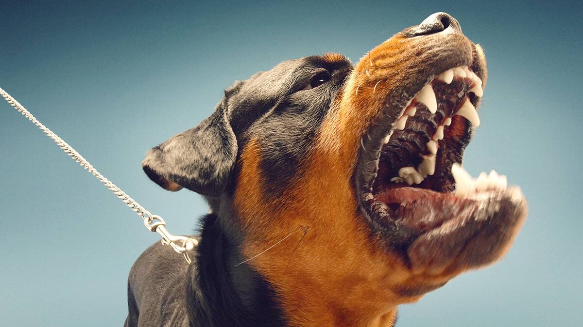    Фото: Shutterstock
