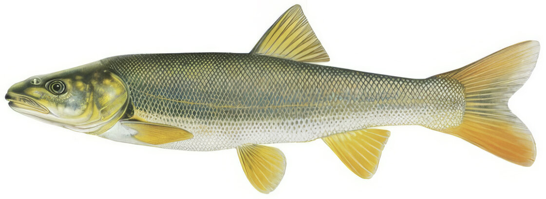 Ptychocheilus oregonensis